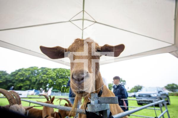 Picture by Peter Frankland. 24-08-24 Guernsey Goat Show at Le Chene. Tamsin was the goat who met the King recently.