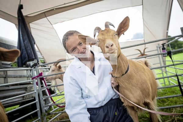 Picture by Peter Frankland. 24-08-24 Guernsey Goat Show at Le Chene. Rebecca Martin was showing various goats at the show.