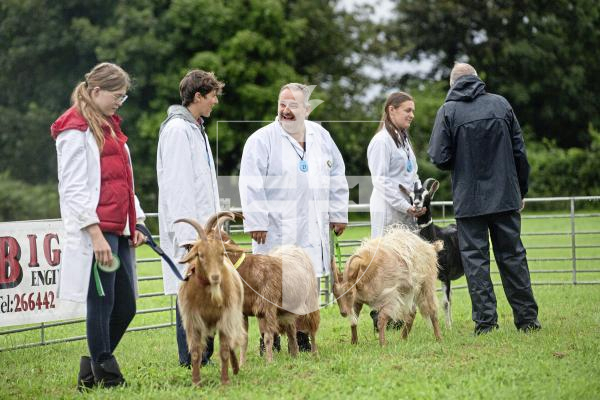 Picture by Peter Frankland. 24-08-24 Guernsey Goat Show at Le Chene.