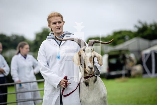 Picture by Peter Frankland. 24-08-24 Guernsey Goat Show at Le Chene.