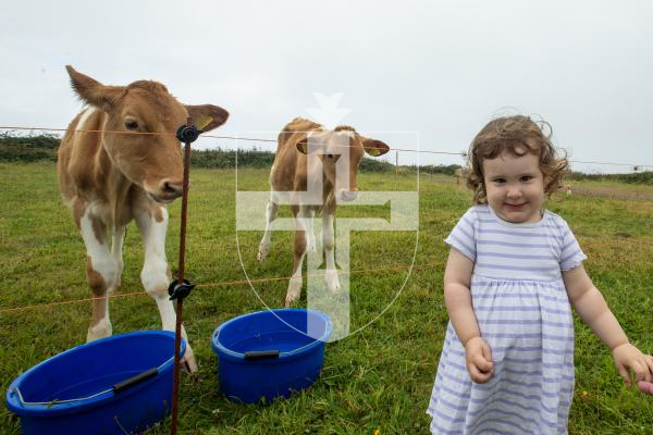 Picture by Karl Dorfner. 01-09-2024 - La Societe Bug Hunt - Caitlyn Crabb (2) with 2 of the cows at the event