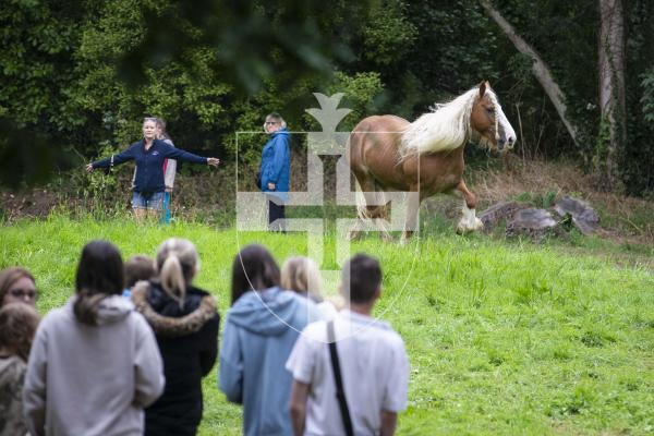 Picture by Peter Frankland. 21-08-24 North Show 2024 at Saumarez Park. Battle of Flowers 2024.  A horse escaped its enclosure and galloped through the crowds.