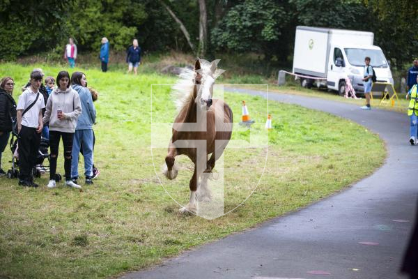 Picture by Peter Frankland. 21-08-24 North Show 2024 at Saumarez Park. Battle of Flowers 2024.  A horse escaped its enclosure and galloped through the crowds.