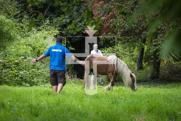 Picture by Peter Frankland. 21-08-24 North Show 2024 at Saumarez Park. Battle of Flowers 2024.  A horse escaped its enclosure and galloped through the crowds. The horse is cornered and put back under control.