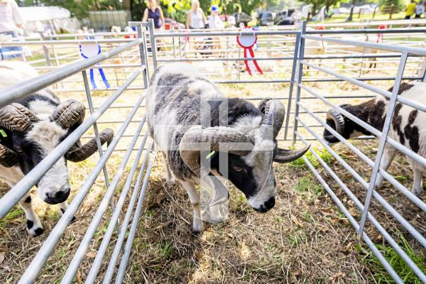 Picture by Sophie Rabey.  24-07-25.  The Royal Guernsey Agricultural Show at Saumarez Park.
First placed Ram.