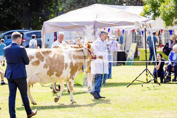 Picture by Sophie Rabey.  24-07-25.  The Royal Guernsey Agricultural Show at Saumarez Park.
Dairy Farmer, Robin Jamouneau.