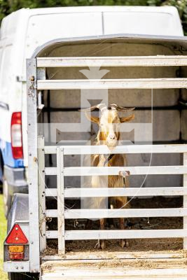 Picture by Sophie Rabey.  24-07-25.  The Royal Guernsey Agricultural Show at Saumarez Park.