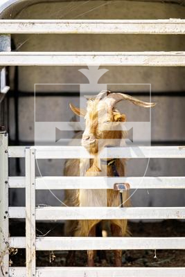 Picture by Sophie Rabey.  24-07-25.  The Royal Guernsey Agricultural Show at Saumarez Park.