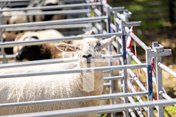 Picture by Sophie Rabey.  24-07-25.  The Royal Guernsey Agricultural Show at Saumarez Park.