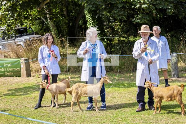 Picture by Sophie Rabey.  24-07-25.  The Royal Guernsey Agricultural Show at Saumarez Park.