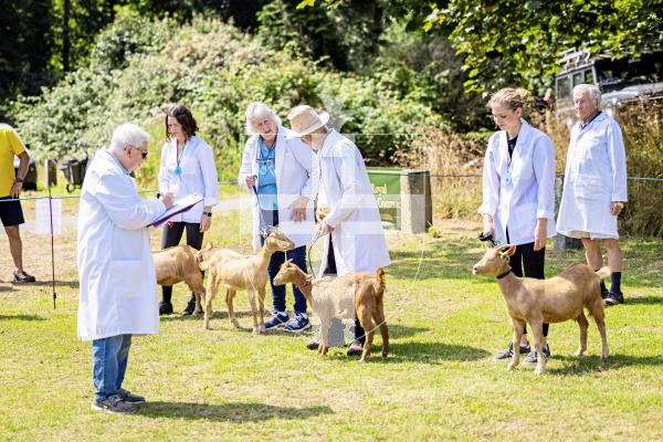 Picture by Sophie Rabey.  24-07-25.  The Royal Guernsey Agricultural Show at Saumarez Park.