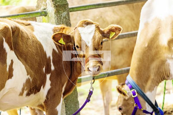 Picture by Sophie Rabey.  24-07-25.  The Royal Guernsey Agricultural Show at Saumarez Park.