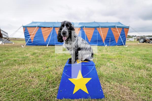 Picture by Peter Frankland. 20-08-25 Circus Starlight is back at L'eree for the first time since 2017. Honey the cocker spaniel is a pet dog belonging to local Emily Braye and is taking part in the circus show.