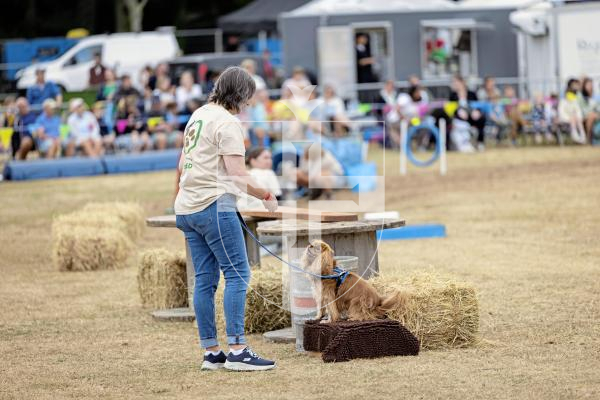 Picture by Sophie Rabey.  20-08-15.  First day of the North Show 2025 at Saumarez Park.
Leaps and Bounds for Hounds, dog parkour and training displays.