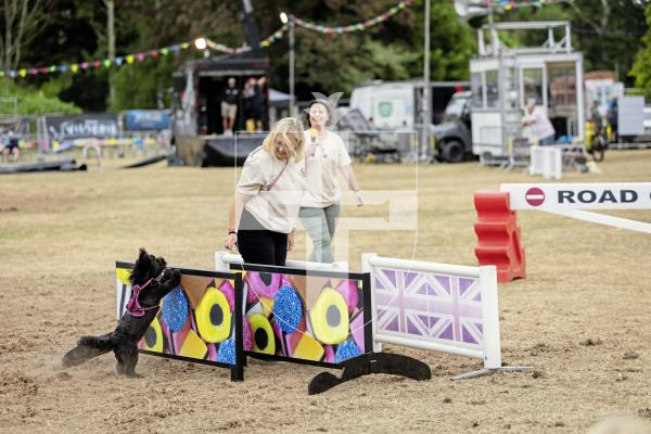 Picture by Sophie Rabey.  20-08-15.  First day of the North Show 2025 at Saumarez Park.
Leaps and Bounds for Hounds, dog parkour and training displays.