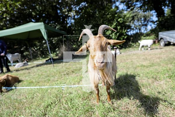 Picture by Sophie Rabey.  23-08-25.  The Guernsey Goat Society Annual Show.