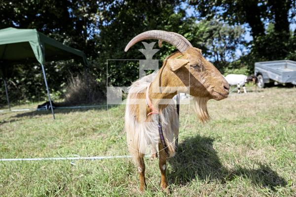 Picture by Sophie Rabey.  23-08-25.  The Guernsey Goat Society Annual Show.