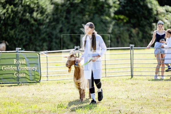 Picture by Sophie Rabey.  23-08-25.  The Guernsey Goat Society Annual Show.  
Chloe Ferbrache (13) with Goat, Dribbles (3 years)