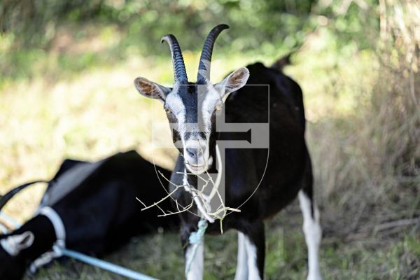 Picture by Sophie Rabey.  23-08-25.  The Guernsey Goat Society Annual Show.
