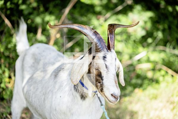 Picture by Sophie Rabey.  23-08-25.  The Guernsey Goat Society Annual Show.