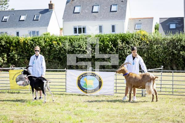 Picture by Sophie Rabey.  23-08-25.  The Guernsey Goat Society Annual Show.