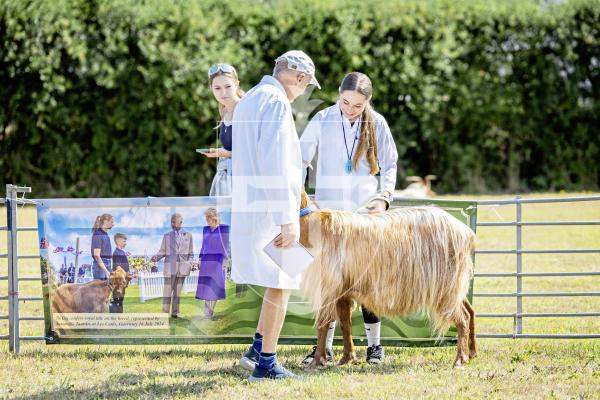 Picture by Sophie Rabey.  23-08-25.  The Guernsey Goat Society Annual Show.  
Chloe Ferbrache (13) with Goat, Dribbles (3 years)
