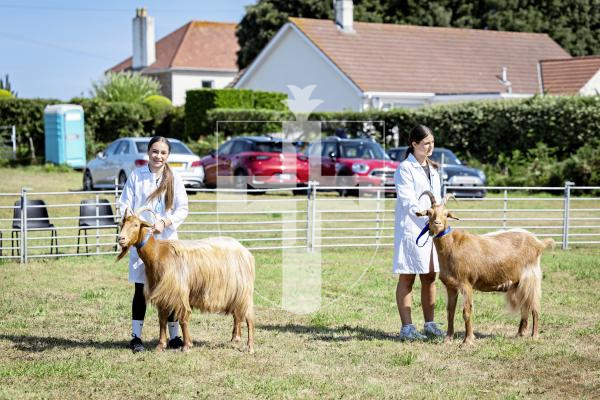 Picture by Sophie Rabey.  23-08-25.  The Guernsey Goat Society Annual Show.