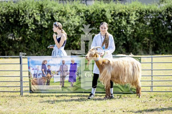Picture by Sophie Rabey.  23-08-25.  The Guernsey Goat Society Annual Show.  
Chloe Ferbrache (13) with Goat, Dribbles (3 years)