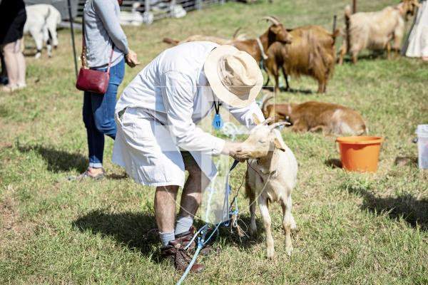 Picture by Sophie Rabey.  23-08-25.  The Guernsey Goat Society Annual Show.