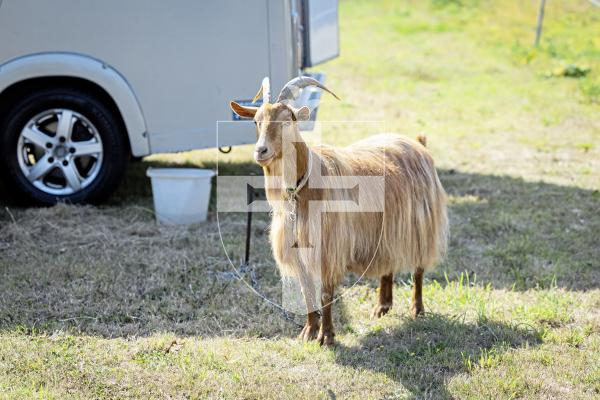 Picture by Sophie Rabey.  23-08-25.  The Guernsey Goat Society Annual Show.