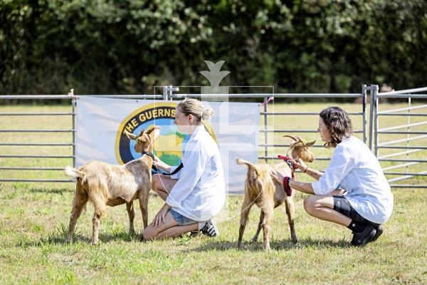 Picture by Sophie Rabey.  23-08-25.  The Guernsey Goat Society Annual Show.