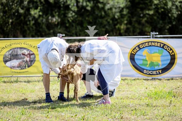 Picture by Sophie Rabey.  23-08-25.  The Guernsey Goat Society Annual Show.