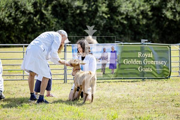 Picture by Sophie Rabey.  23-08-25.  The Guernsey Goat Society Annual Show.