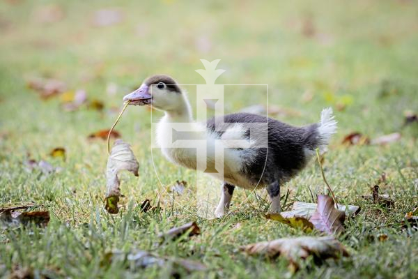 Picture by Peter Frankland. 26-08-25 The Datta family are planning to use ducks to keep the grass in the field behind the St Peter's rectory under control. They tried to hatch a few, but only got one, which Adrian Datta's son is raising. It's called Lorenzo.
