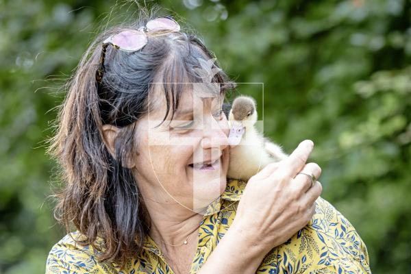 Picture by Peter Frankland. 26-08-25 The Datta family are planning to use ducks to keep the grass in the field behind the St Peter's rectory under control. They tried to hatch a few, but only got one, which Adrian Datta's son is raising. It's called Lorenzo.  Isabelle Edward (who donated the duck).