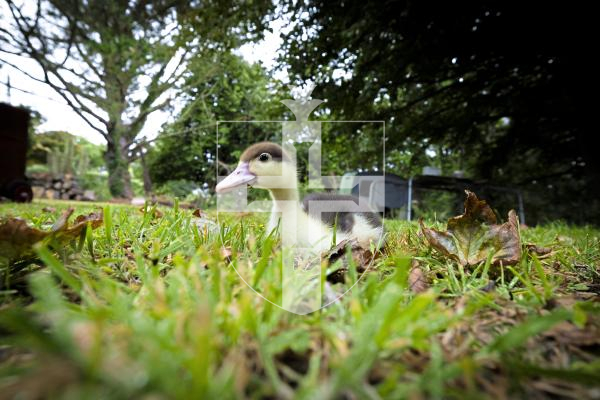 Picture by Peter Frankland. 26-08-25 The Datta family are planning to use ducks to keep the grass in the field behind the St Peter's rectory under control. They tried to hatch a few, but only got one, which Adrian Datta's son is raising. It's called Lorenzo.