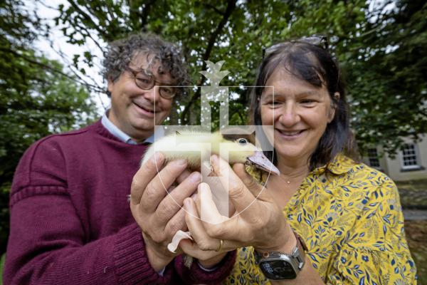 Picture by Peter Frankland. 26-08-25 The Datta family are planning to use ducks to keep the grass in the field behind the St Peter's rectory under control. They tried to hatch a few, but only got one, which Adrian Datta's son is raising. It's called Lorenzo. L-R - Adrian Datta and Isabelle Edward (who donated the duck).
