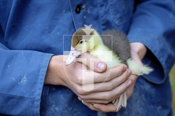 Picture by Peter Frankland. 26-08-25 The Datta family are planning to use ducks to keep the grass in the field behind the St Peter's rectory under control. They tried to hatch a few, but only got one, which Adrian Datta's son is raising. It's called Lorenzo.