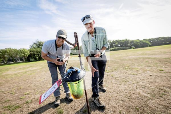 Picture by Sophie Rabey.  26-08-25.  The Asian Hornet team undertaking a 'tinsel tracking' technique (that involves attaching a long visible strip on a worker hornet to track it back to its nest) at La Mare De Carteret Playing Fields.  
L-R Nik Carre (Land Management & Asian Hornet Officer for Agriculture, Countryside & Land Management Services) and Francis Russell (Project Coordinator - Asian Hornet Strategy).