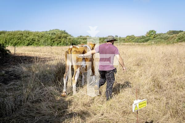 Picture by Sophie Rabey.  31-08-25.  Four of the Conservation Herd have moved from Vazon to a field next to Chateau De Marais (Ivy Castle).
Will Harford-Fox and a team transported the animals via trailer.