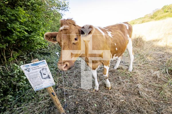 Picture by Sophie Rabey.  31-08-25.  Four of the Conservation Herd have moved from Vazon to a field next to Chateau De Marais (Ivy Castle).
Will Harford-Fox and a team transported the animals via trailer.