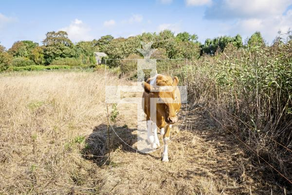 Picture by Sophie Rabey.  31-08-25.  Four of the Conservation Herd have moved from Vazon to a field next to Chateau De Marais (Ivy Castle).
Will Harford-Fox and a team transported the animals via trailer.