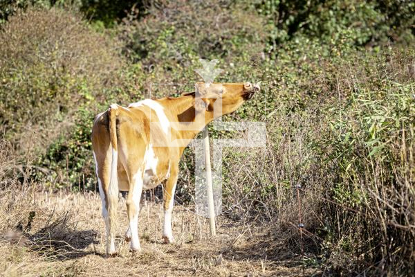 Picture by Sophie Rabey.  31-08-25.  Four of the Conservation Herd have moved from Vazon to a field next to Chateau De Marais (Ivy Castle).
Will Harford-Fox and a team transported the animals via trailer.