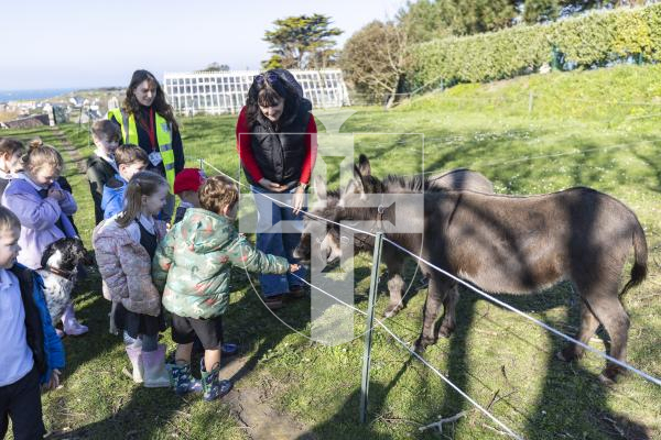 Picture by Sophie Rabey.  04-03-26.  Reception children from Vale Primary School enjoyed a trip to Les Adams Farm (the 6 acre regenerative agriculture project) as part of the States of Guernsey's Cultural Enrichment Programme.
