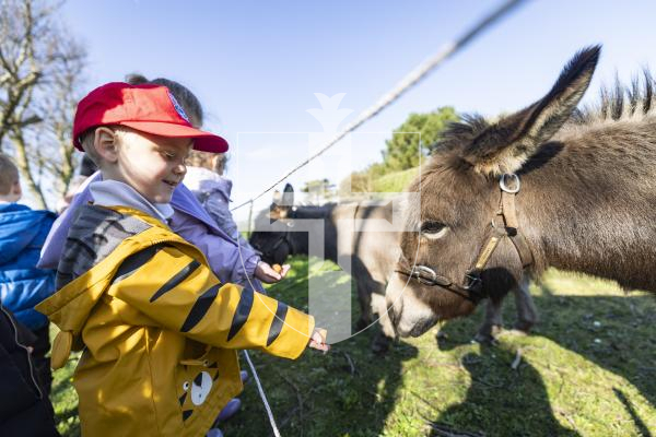 Picture by Sophie Rabey.  04-03-26.  Reception children from Vale Primary School enjoyed a trip to Les Adams Farm (the 6 acre regenerative agriculture project) as part of the States of Guernsey's Cultural Enrichment Programme.
Jasper Marsh (aged 5) feeding the donkeys.
