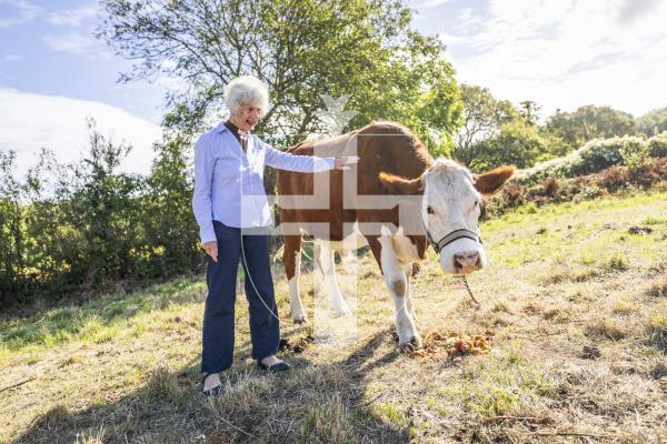 Picture by Sophie Rabey.  01-09-26.   Reverend Linda Le Vasseur is going to hold blessings for animals, pictured with Gibbo the bull.  Promo for event.
