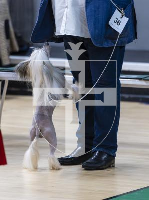 Picture by Peter Frankland. 22-02-26 Guernsey Kennel Club Dog Show at Beau Sejour.