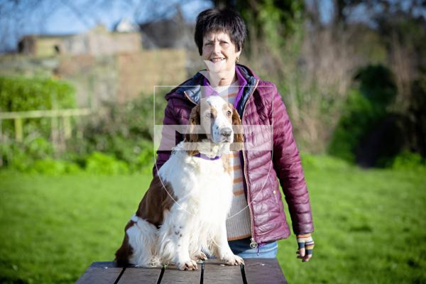 Picture by Peter Frankland. 28-01-24 Guernsey Kennel Club Crufts qualifiers. Pam Smith with Ceren, Welsh Springer Spaniel.