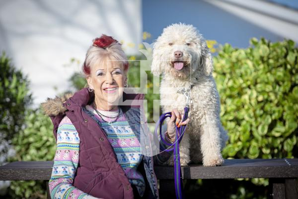 Picture by Peter Frankland. 28-01-24 Guernsey Kennel Club Crufts qualifiers. Lynn Ozanne with Heddi - Spanish Water Dog.