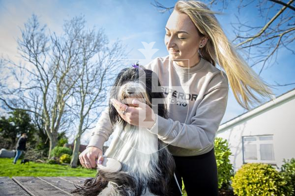 Picture by Peter Frankland. 28-01-24 Guernsey Kennel Club Crufts qualifiers. Paige Le Moignan is the Guernsey Kennel Club's Vice President. With Mika, Tibetan Terrier.